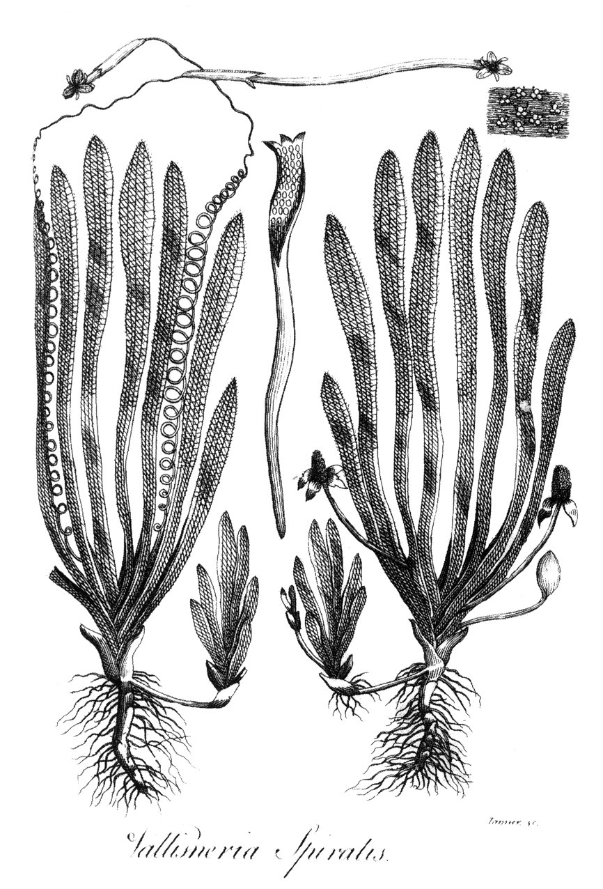 Бликса альтернифолия Blyxa alternifolia