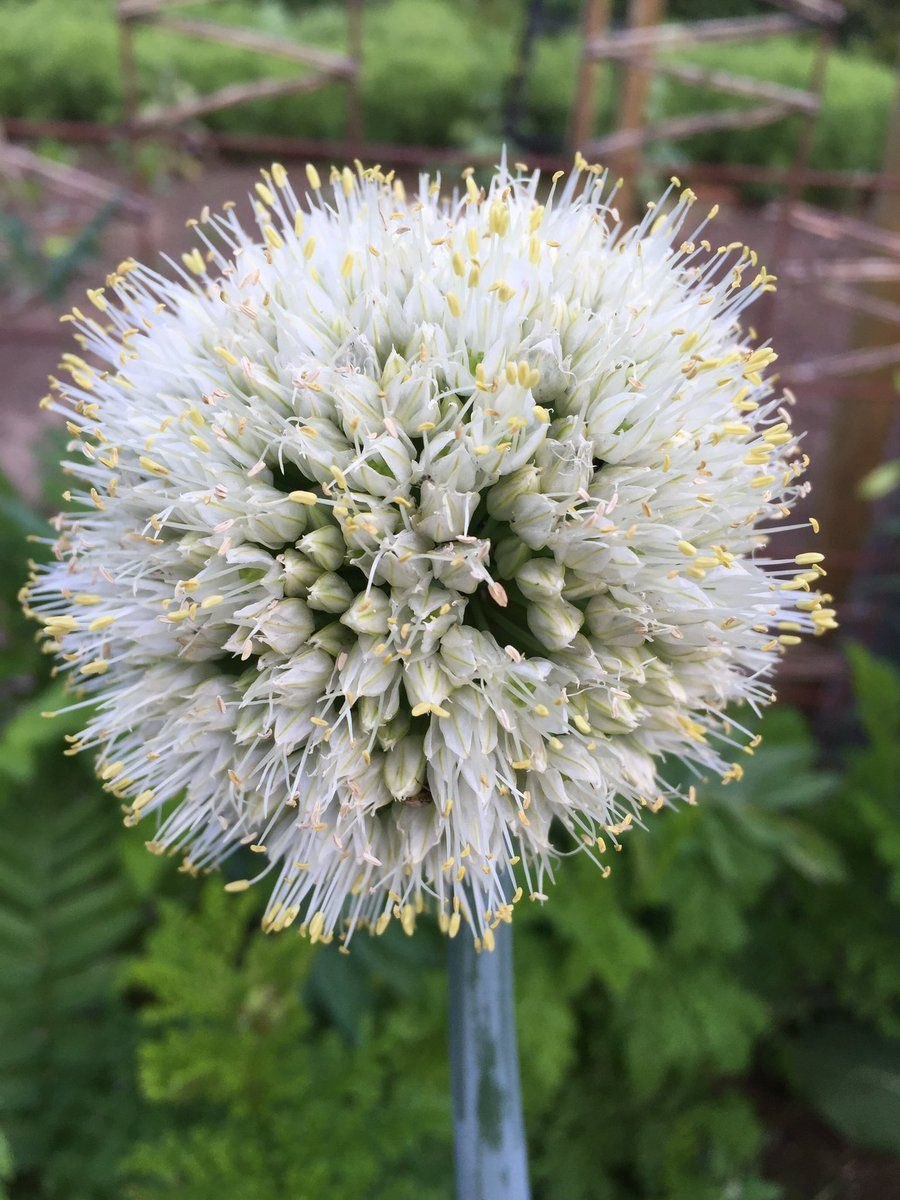 Материнская плата MSI 865gvm2-LS