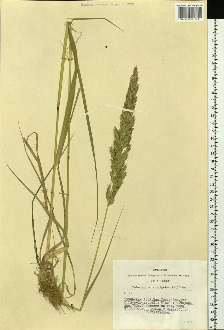 Вереск коротковолосистый