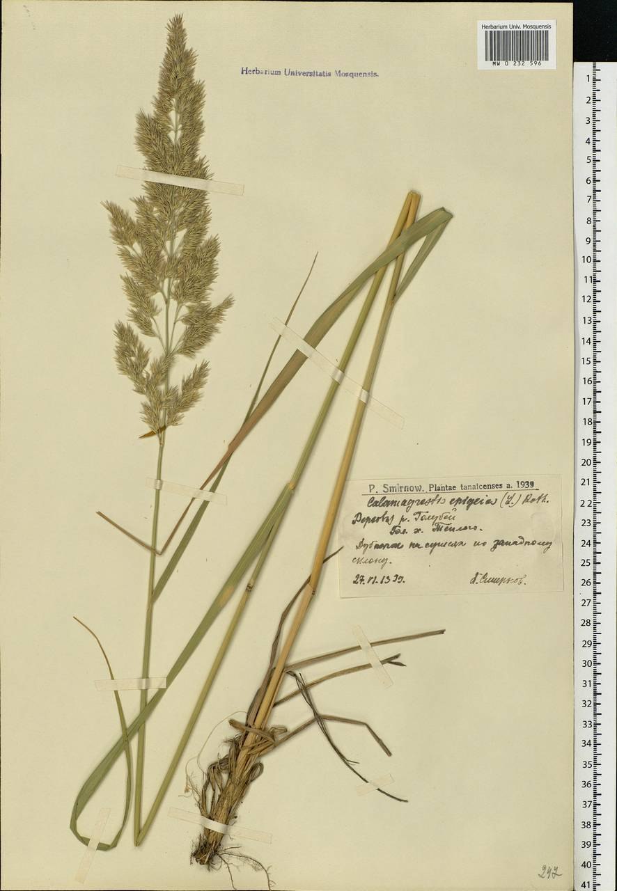 Вейник коротковолосистый brachytricha