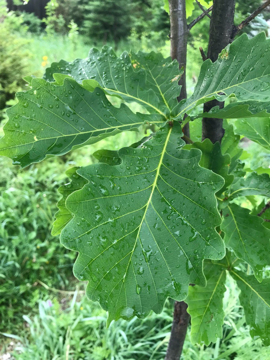 Дуб зубчатый (Quercus mongolicus)