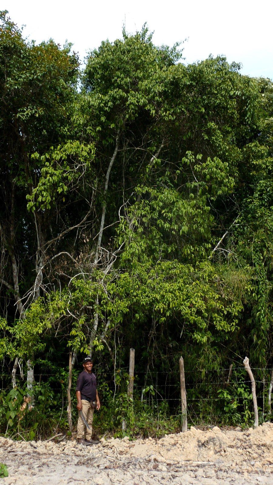 Окотея пахурийская