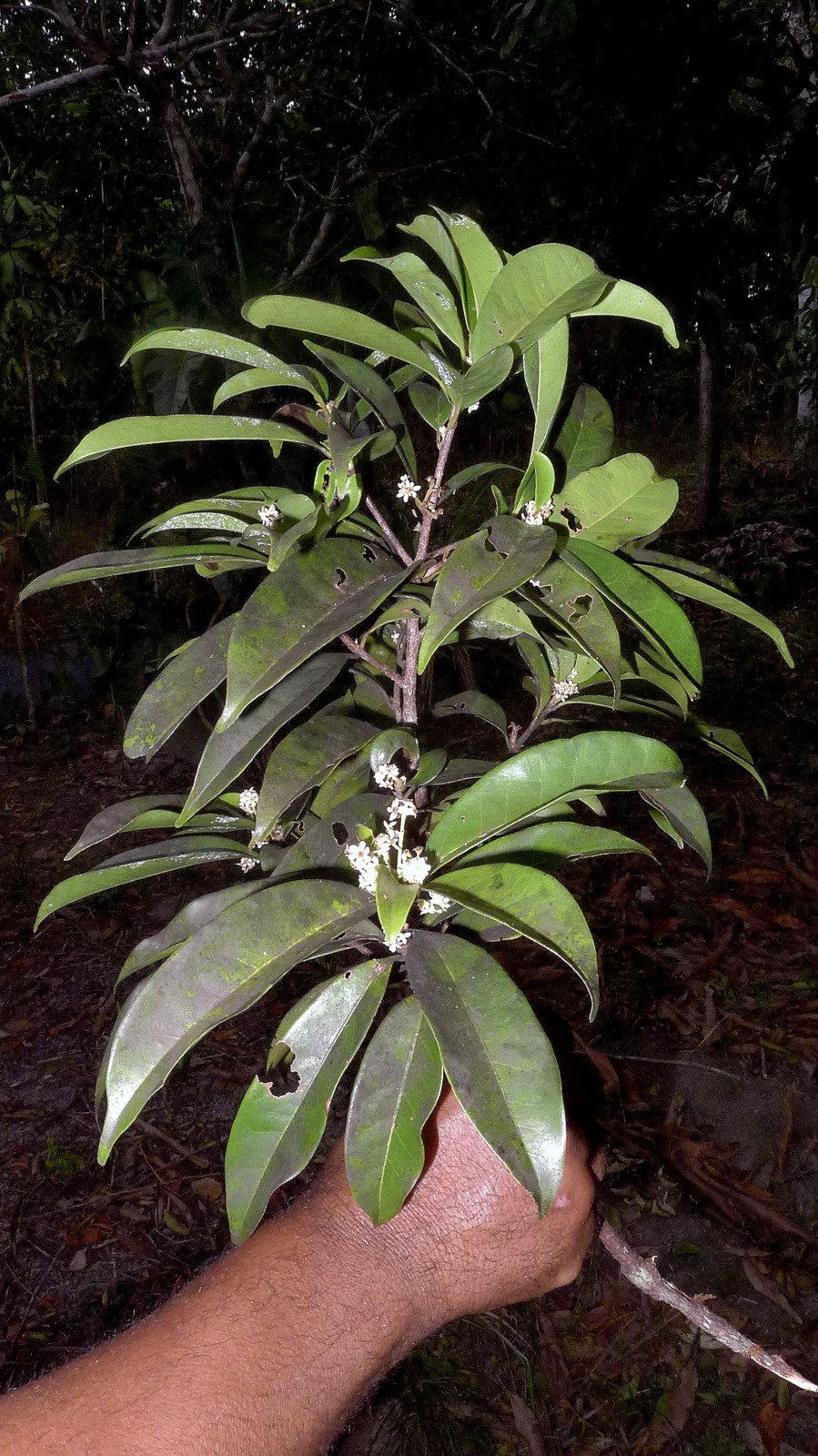 Smithsonian Tropical research Institute file metadata