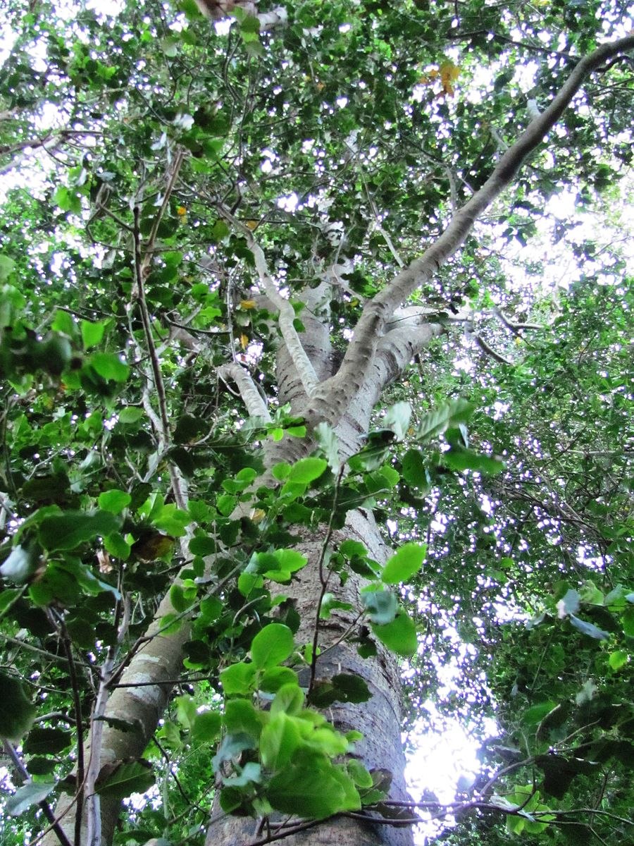 Окотея зловонная