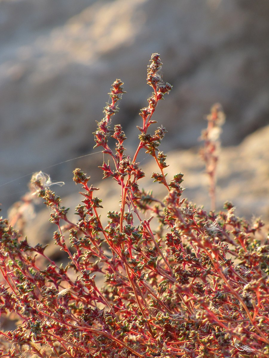 Petrosimonia triandra