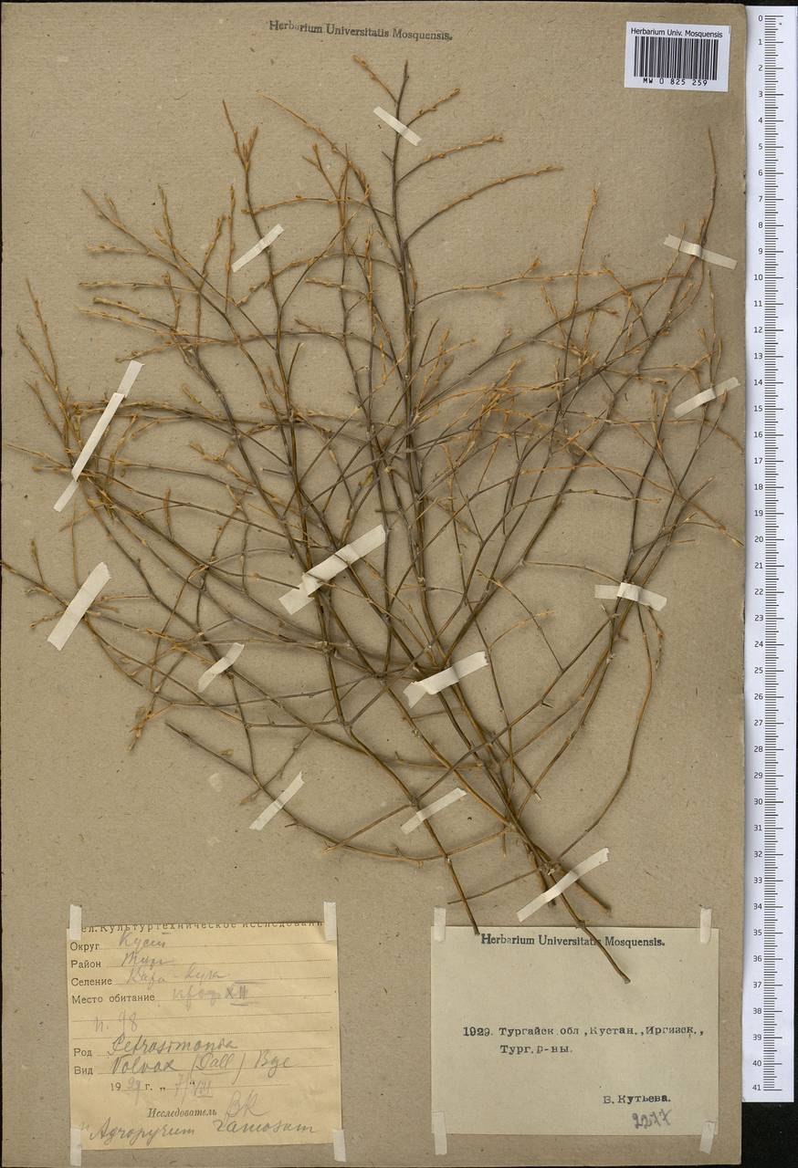 Паллас "Петросимония