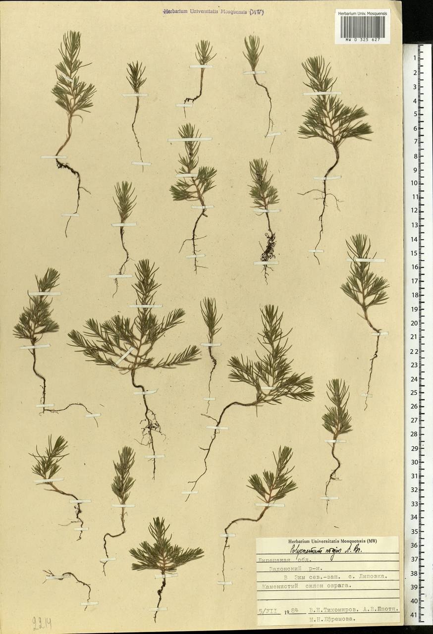 Петросимония