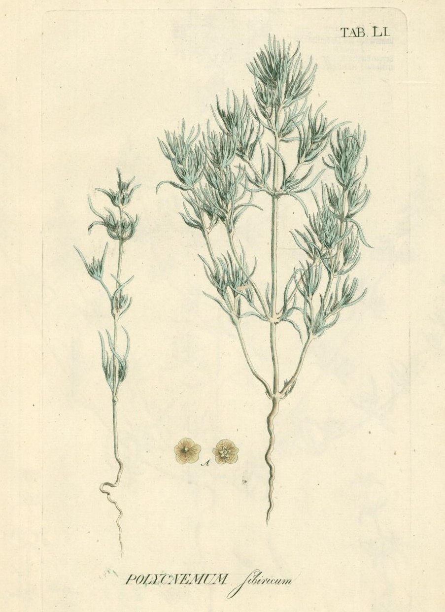 Солерос Европейский