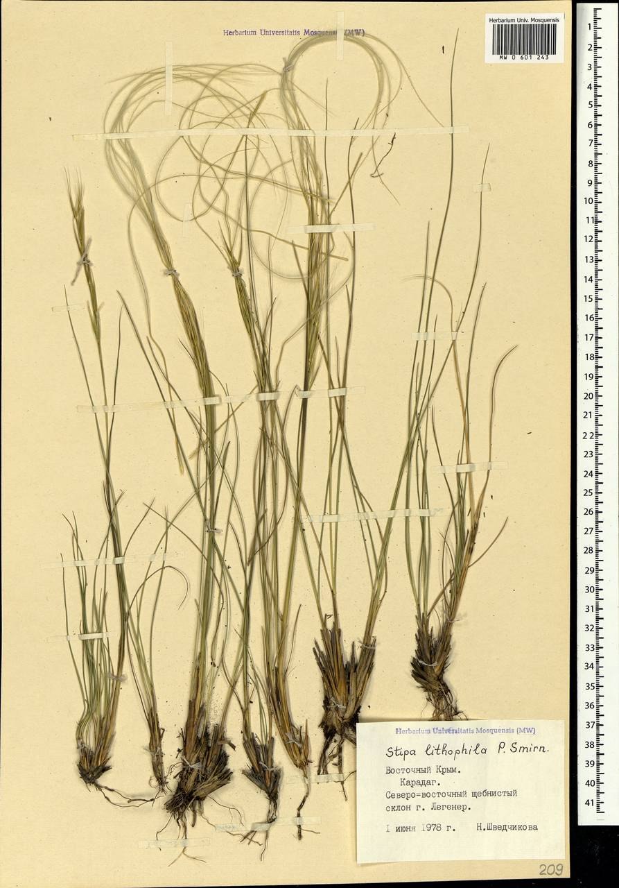 Степной Алтай ковыль