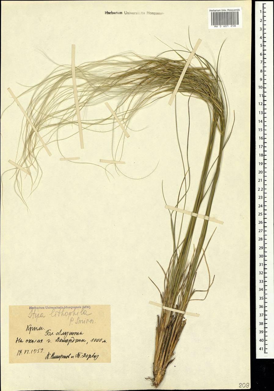 Ковыль камнелюбивый