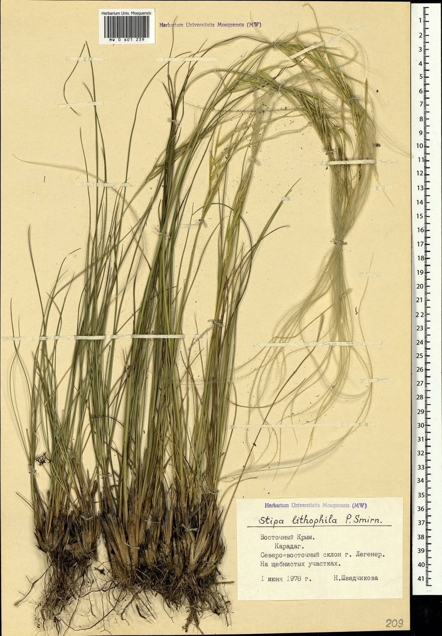 Ковыль камнелюбивый рисунок