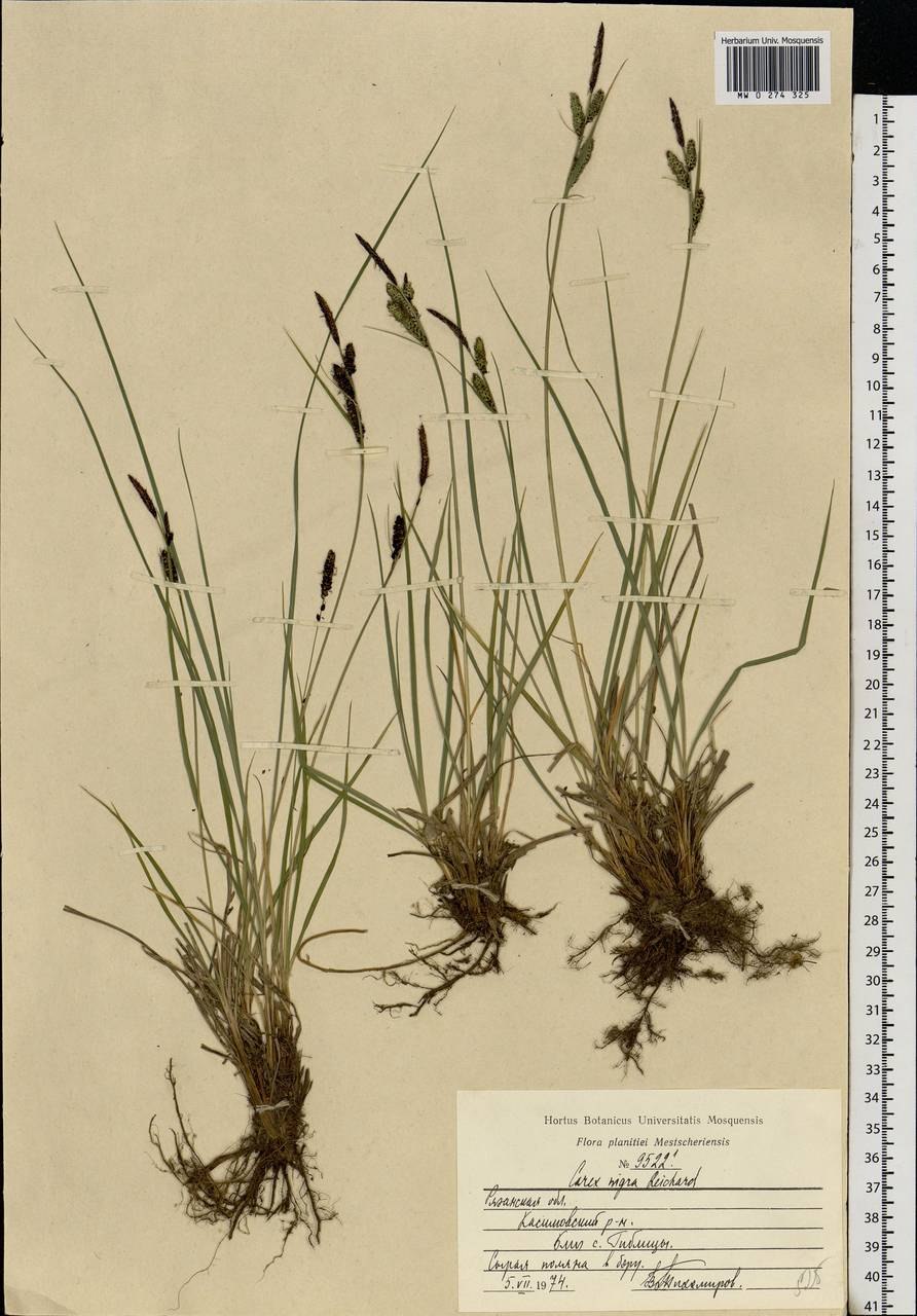 Осока почерневшая