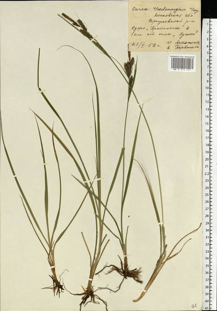 Carex 130143rx