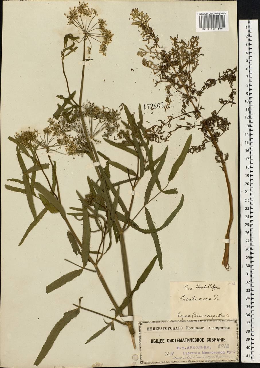 Поручейник птенец