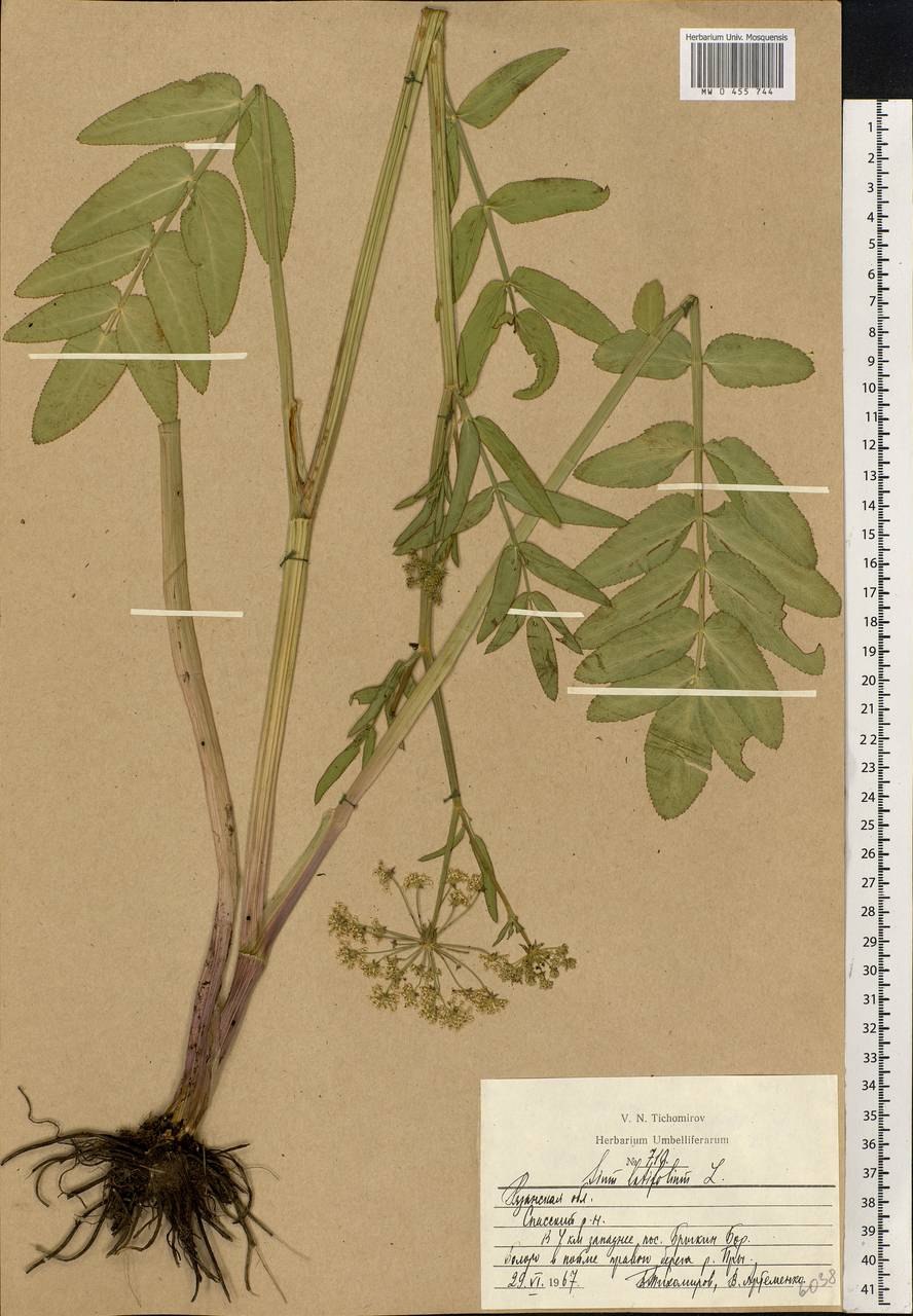 Поручейник сизаролистный