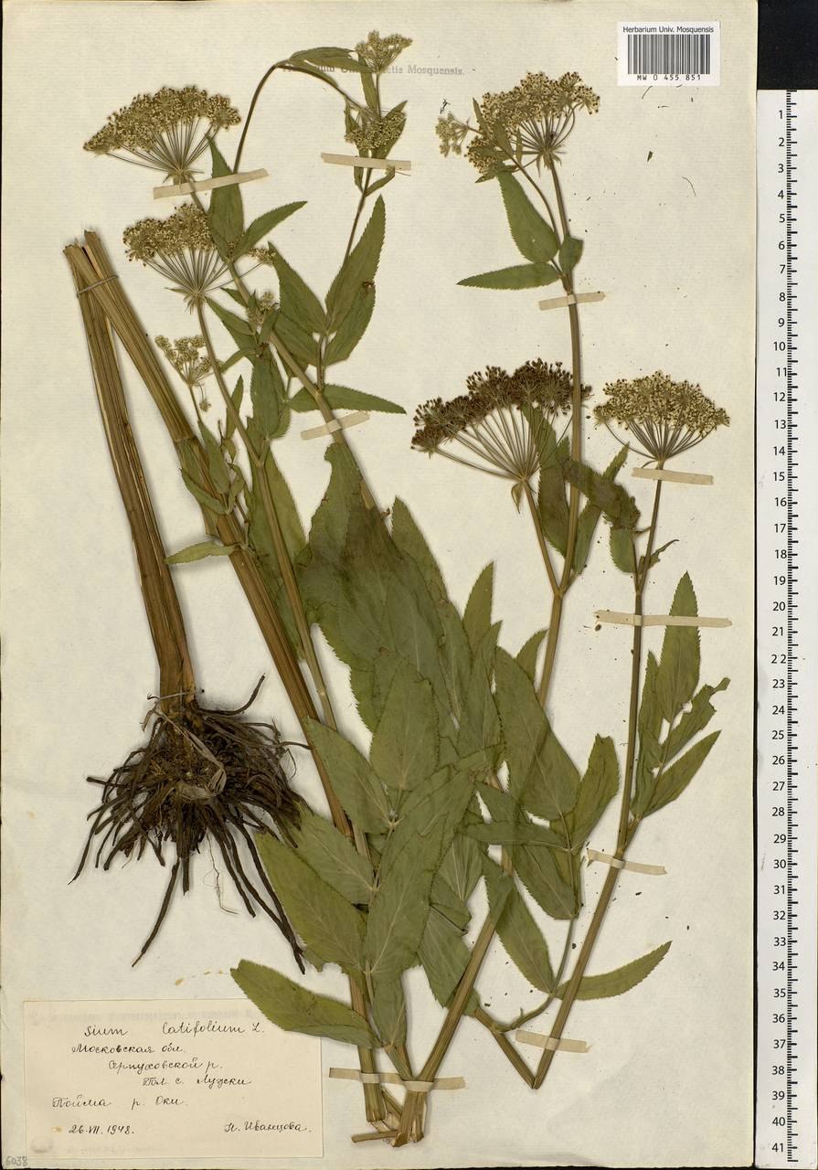 Поручейник широколистный (Sium latifolium l.)