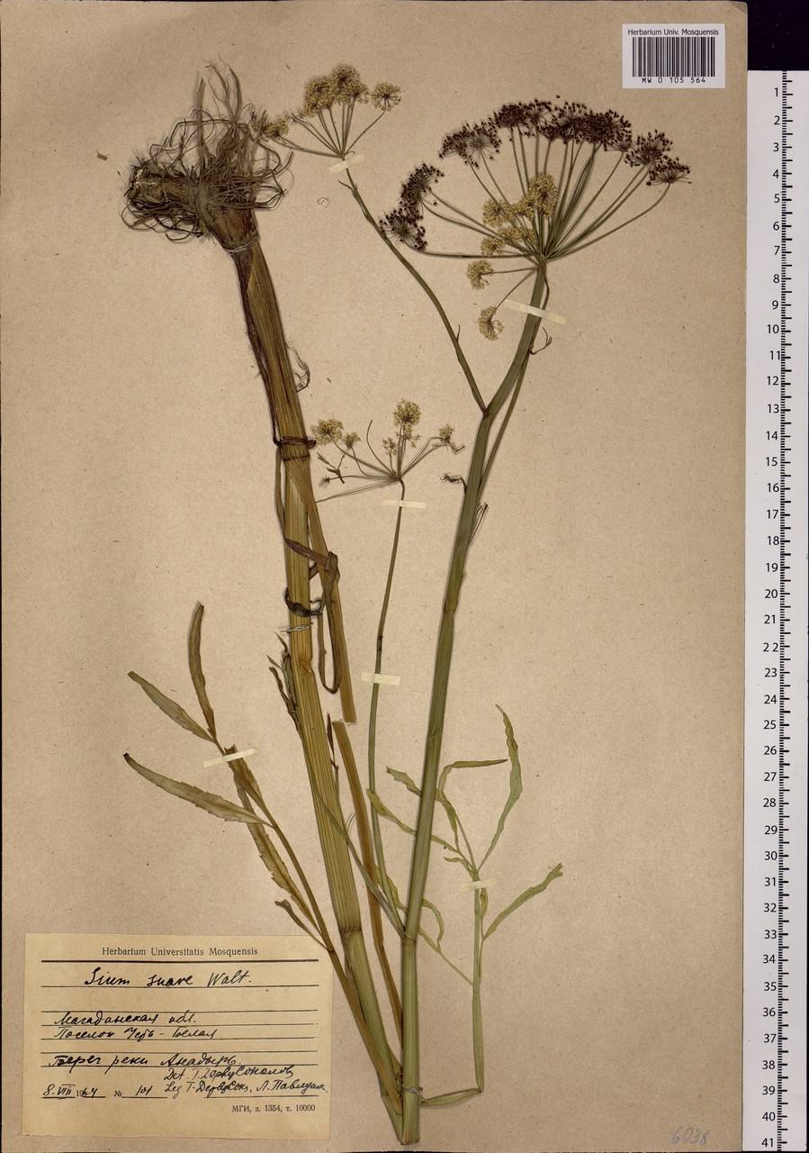 Гладыш зонтичные