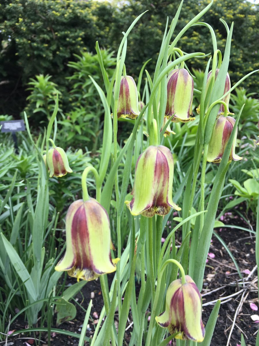 Рябчик иглолепестный Fritillaria acmopetala