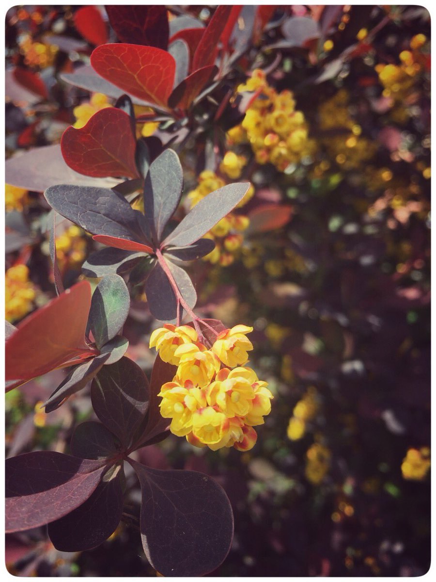 Саженцы барбариса