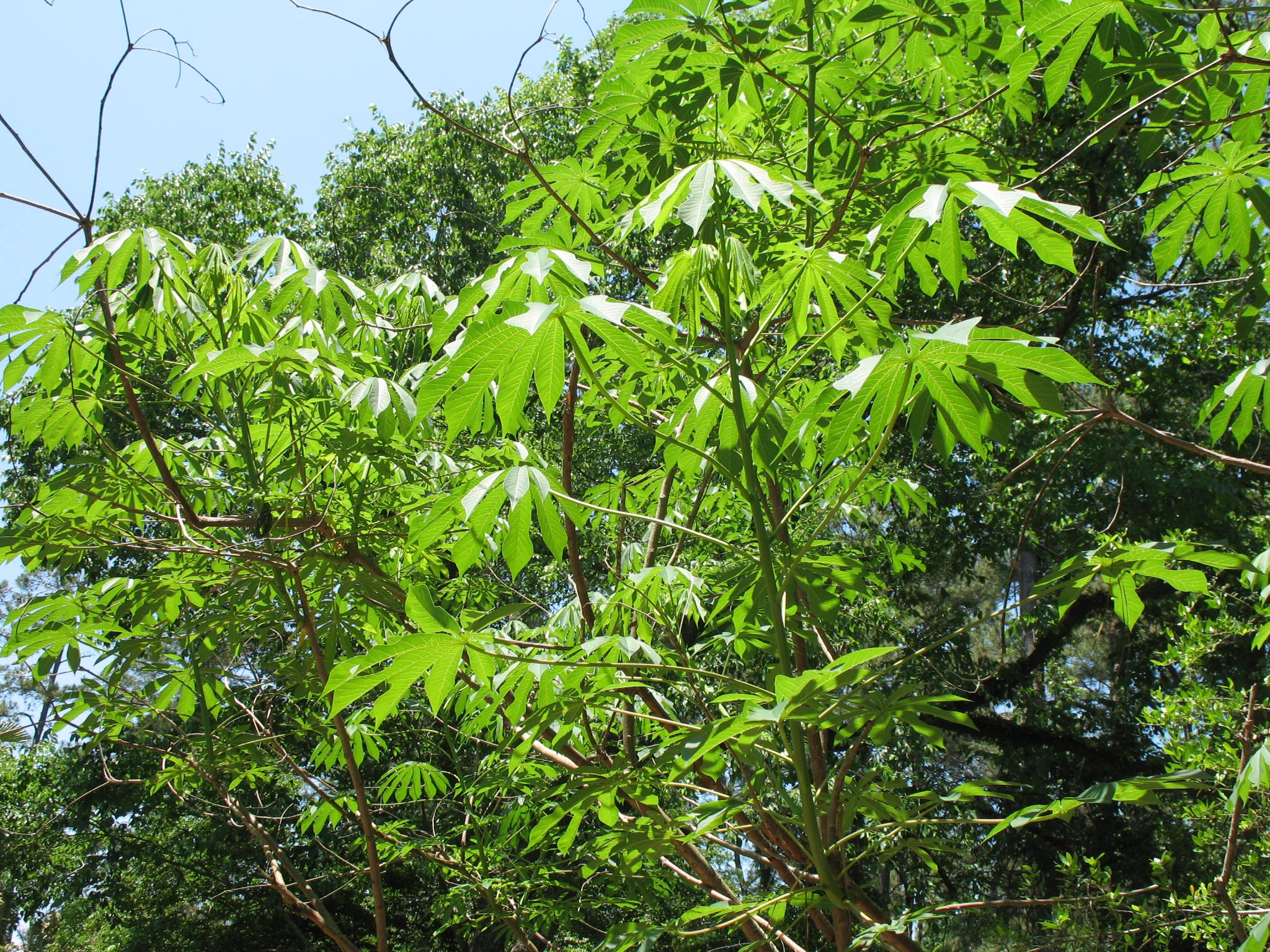 Маниока что это такое. Маниок Manihot carthagenensis,. Кассава растение. Аргентина маниока. Manihot esculenta.