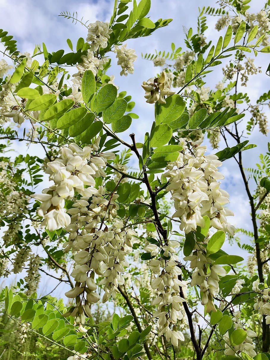 Акация белая (Robinia pseudoacacia)