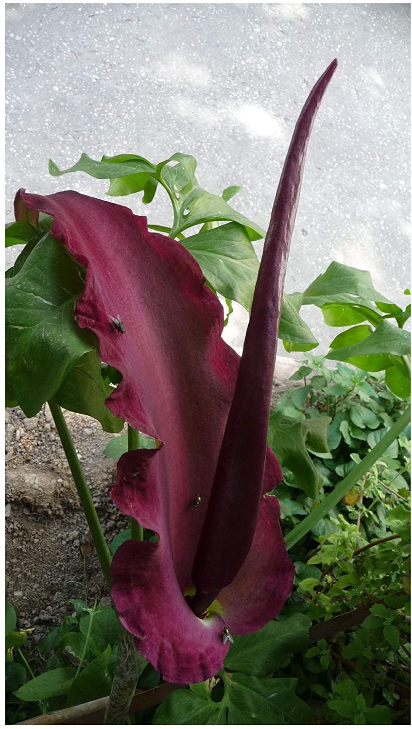 Arisaema speciosum