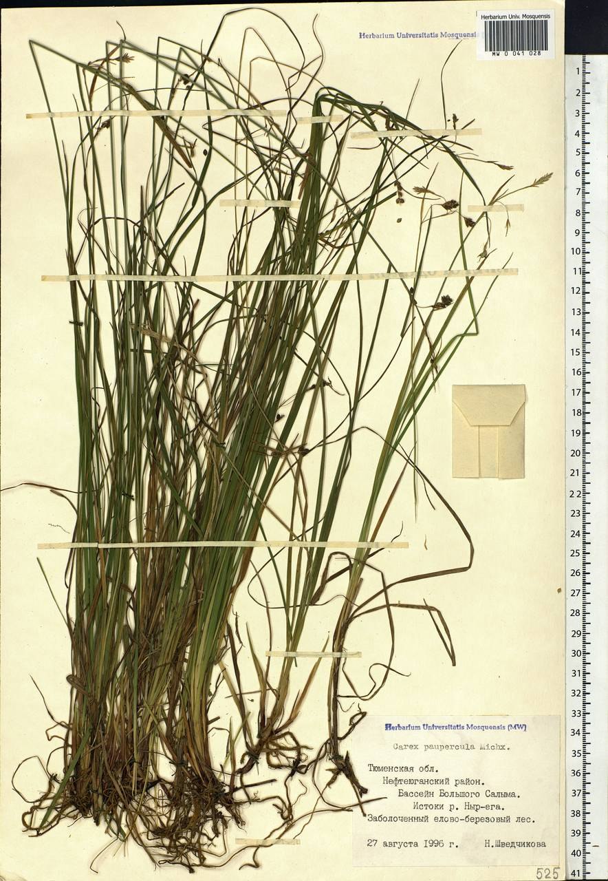 Осока магелланская (Carex irrigua