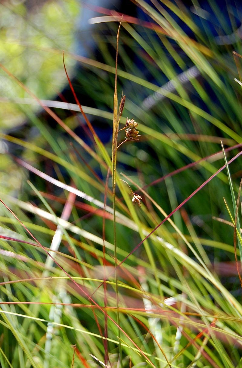 Осока Морроу (Carex morrowii )
