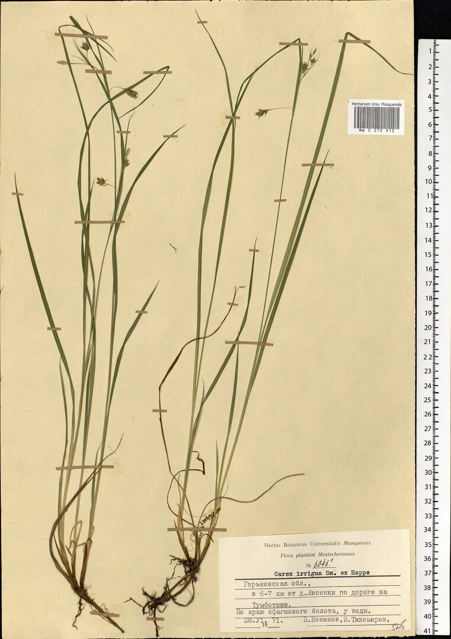 Осока повислая