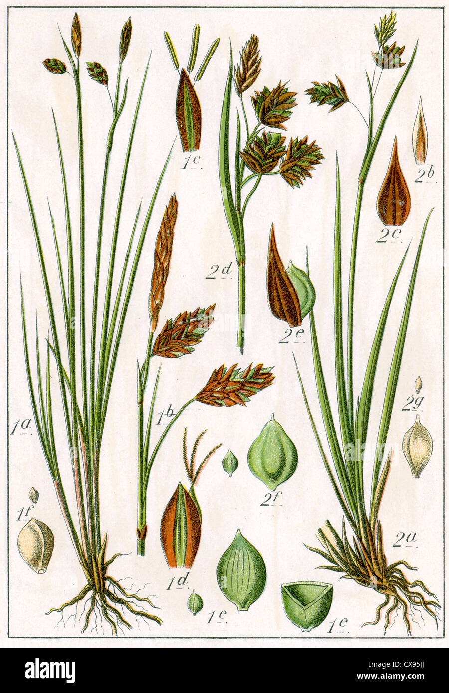 Осока дернистая Carex cespitosa