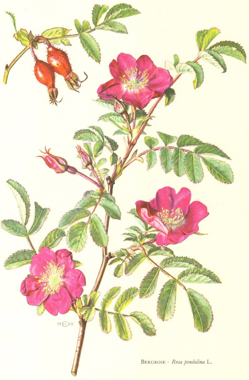 Роза переродилась в шиповник