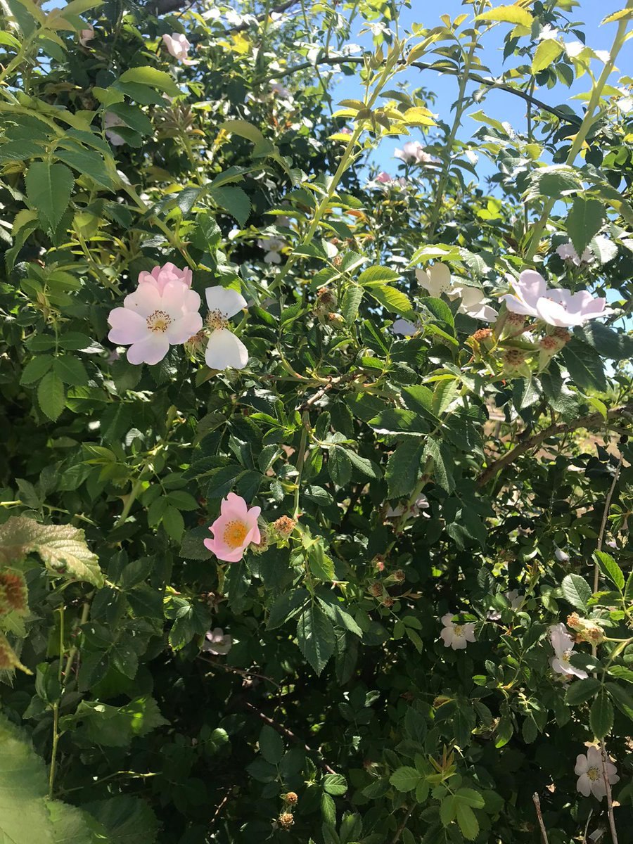 Rosa Canina роза