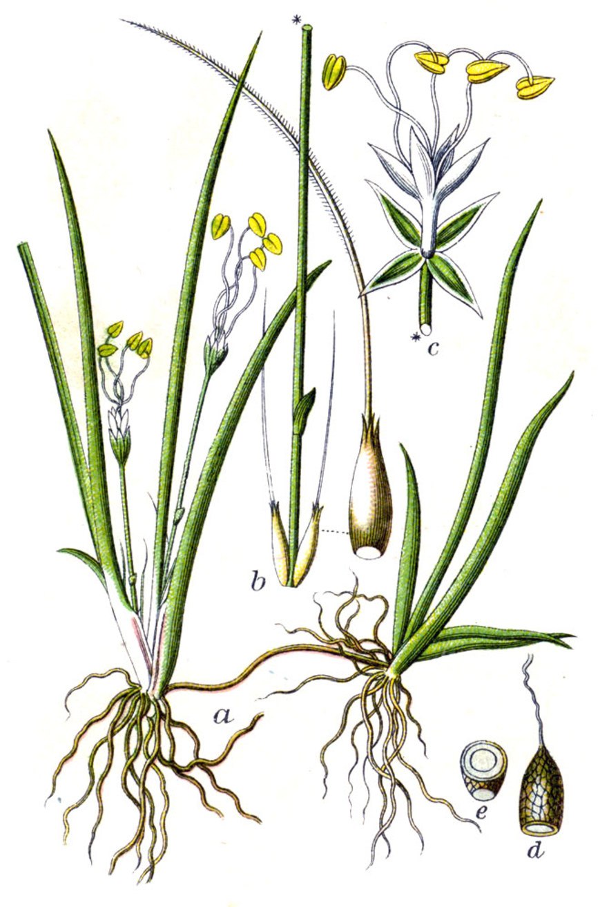 Прибрежница колючая