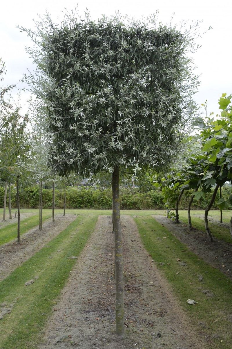 Груша иволистная (лат. Pyrus salicifolia)