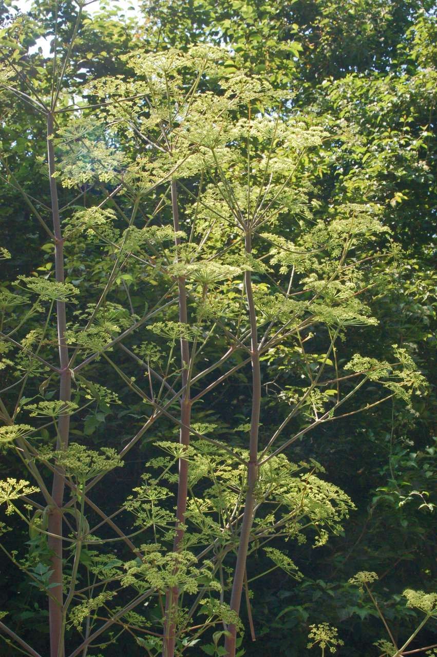 Laserpitium latifolium