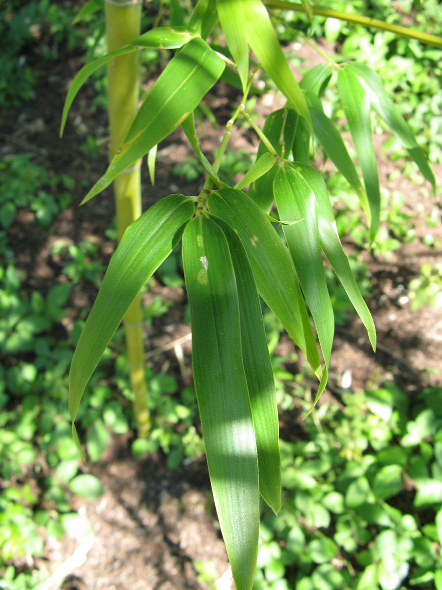 Bamboo Semiarundinaria fastuosa