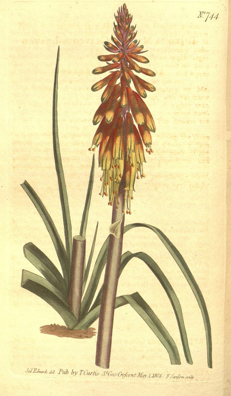 Erismann Elegance 3618-6