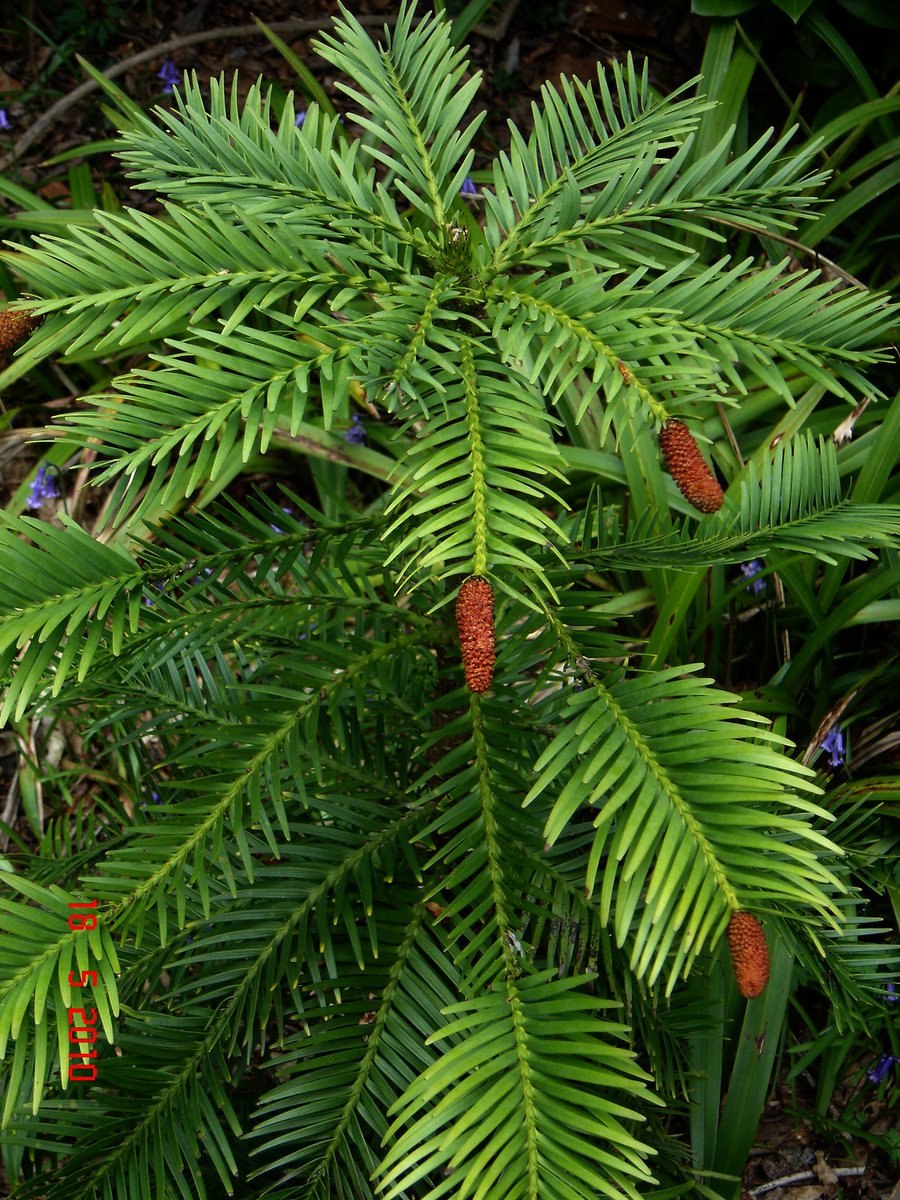 Воллемия благородная Австралия