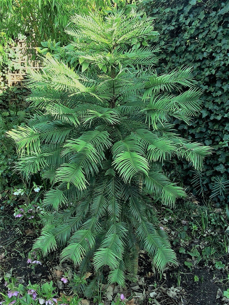 Воллемия дерево