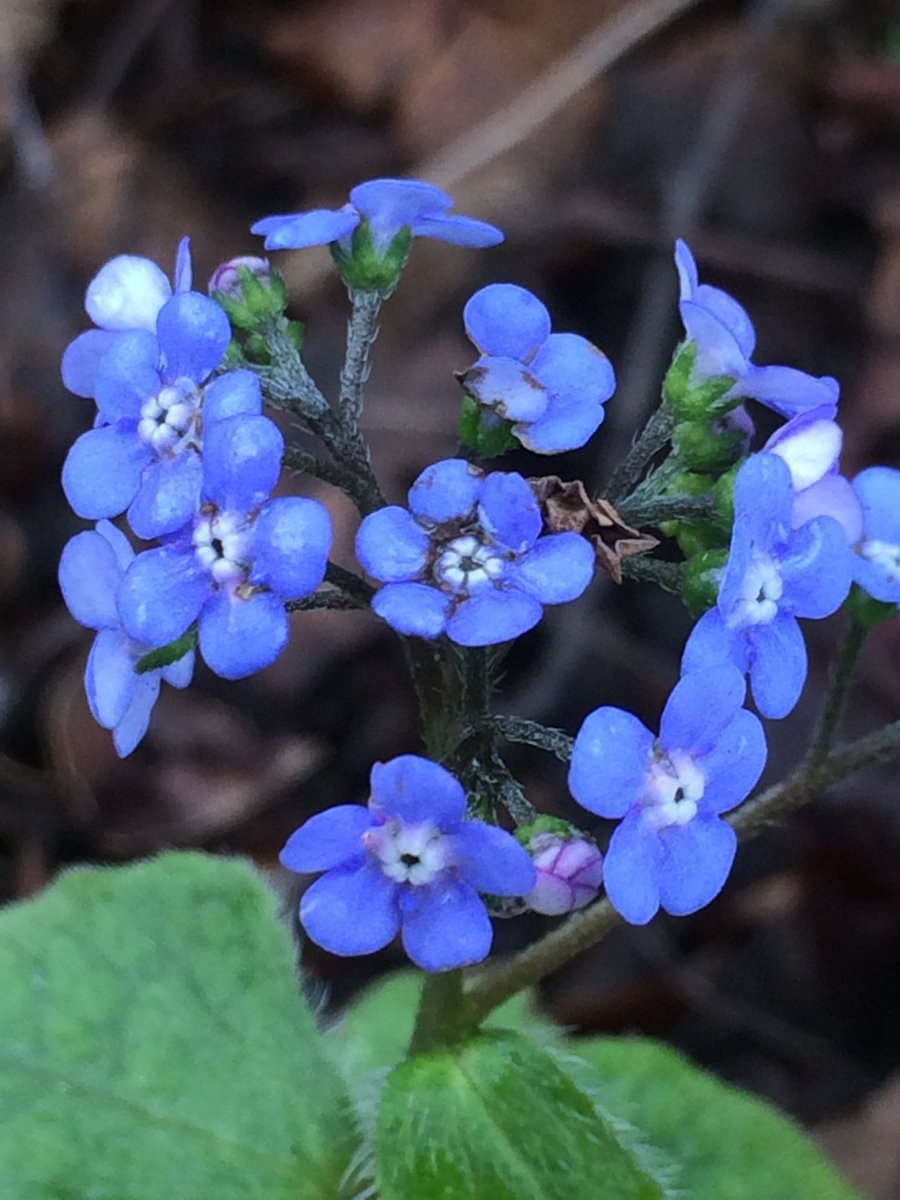 Незабудочник шелковистый