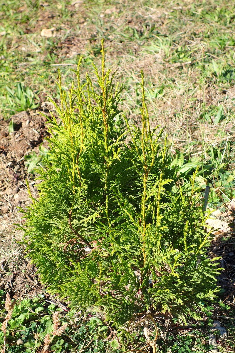 Ксантоцепарис вьетнамский