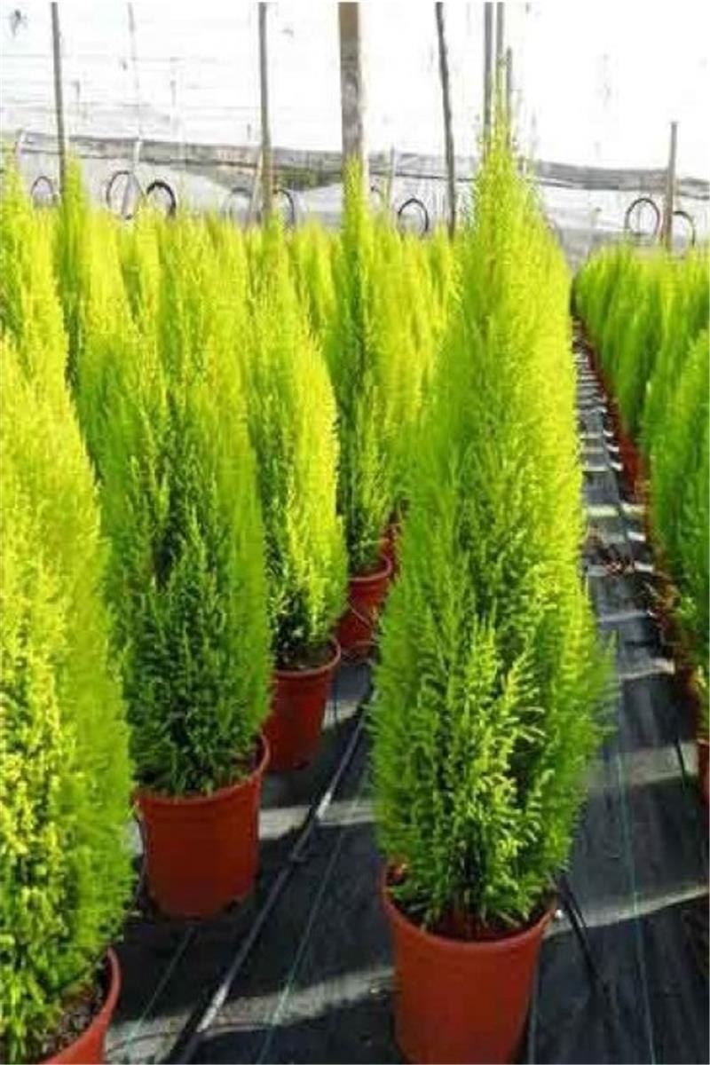 Туя Западная Goldperle