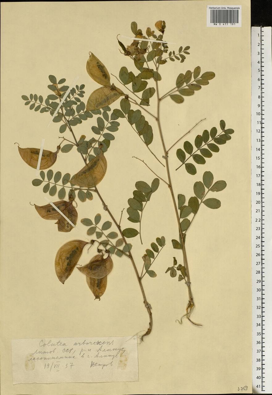 Пузырник судетский