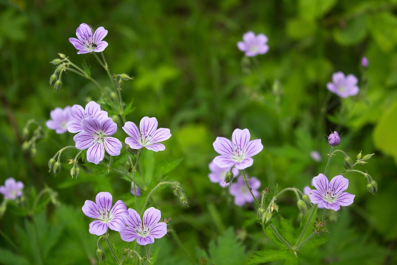 Василек цикорий герань лесная. Герань Болотная. Герань Болотная (Geranium palustre l.). Герань холмовая. Василек Луговой цикорий герань Лесная.