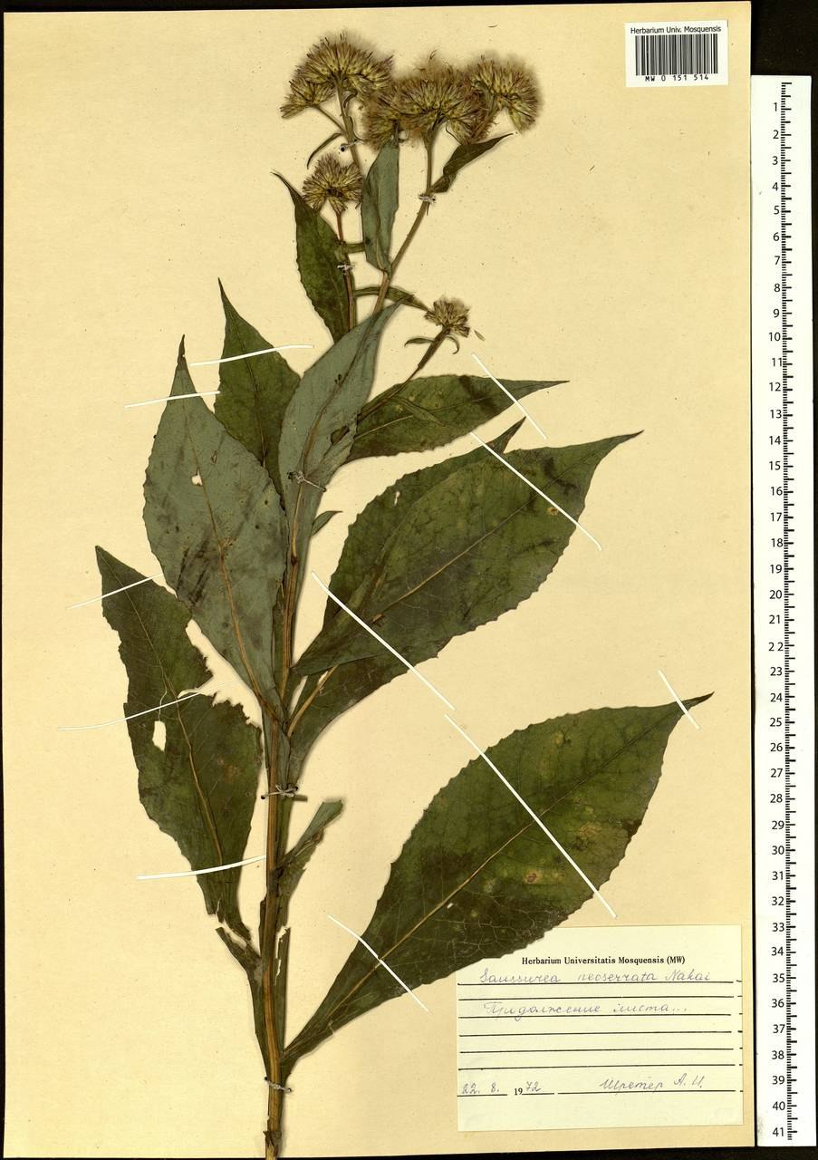 Соссюрея серебристая