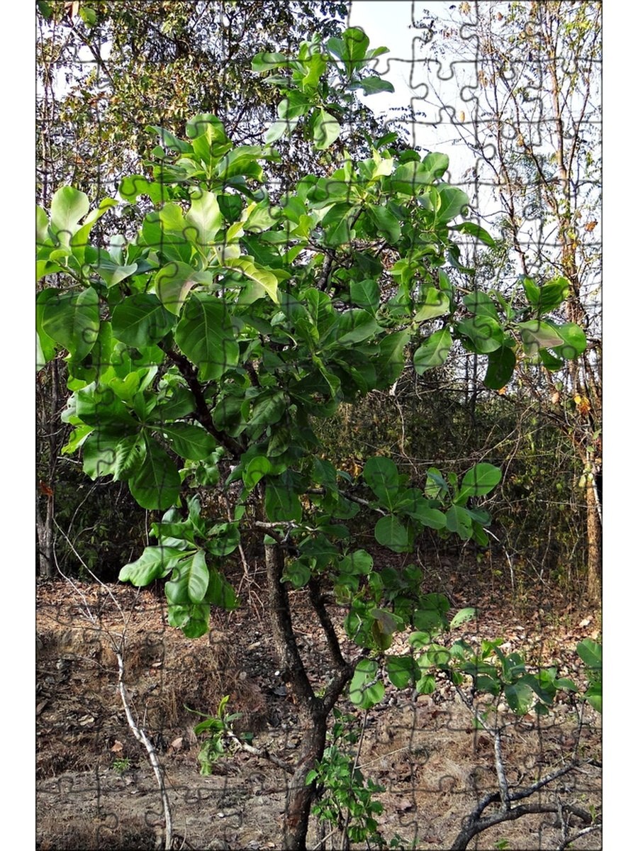 Мадука длиннолистная