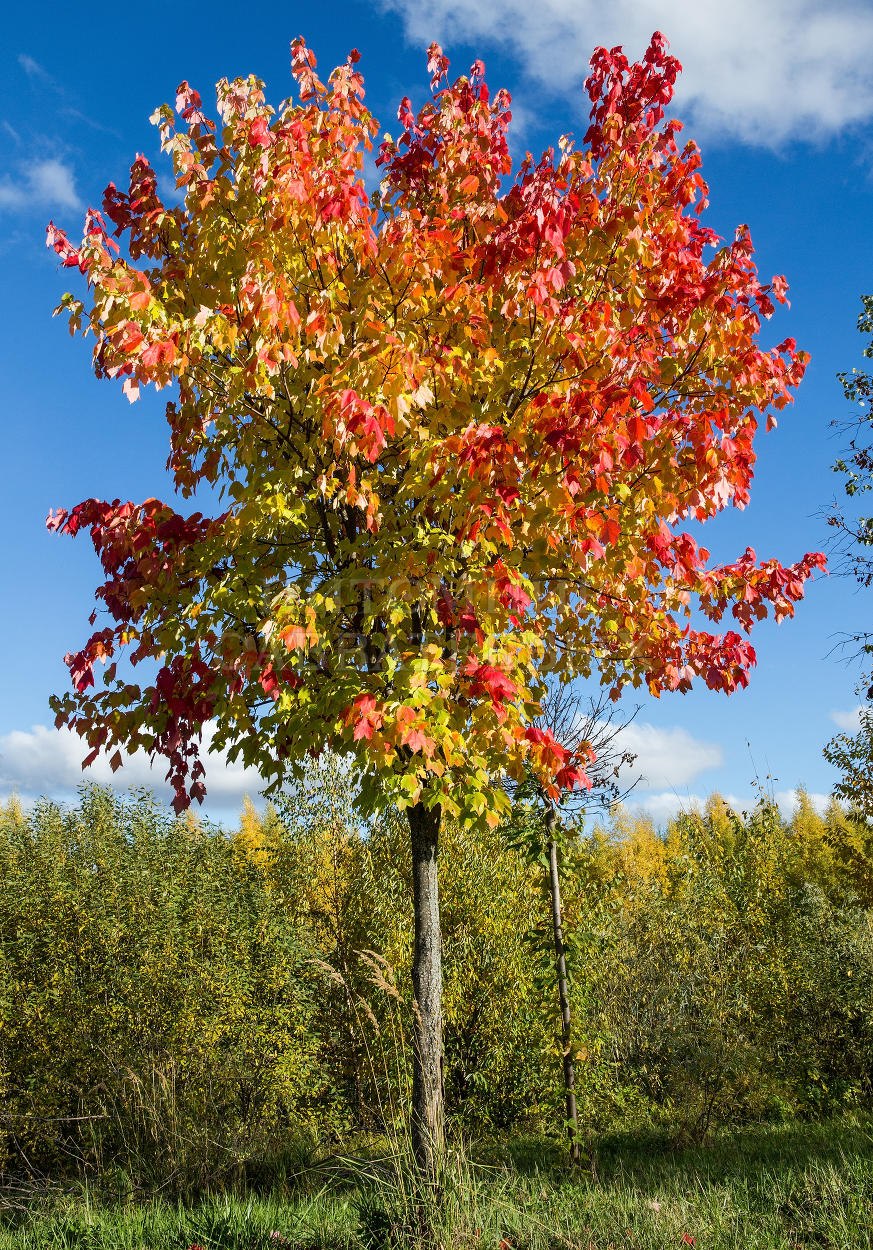 Клён колхидский