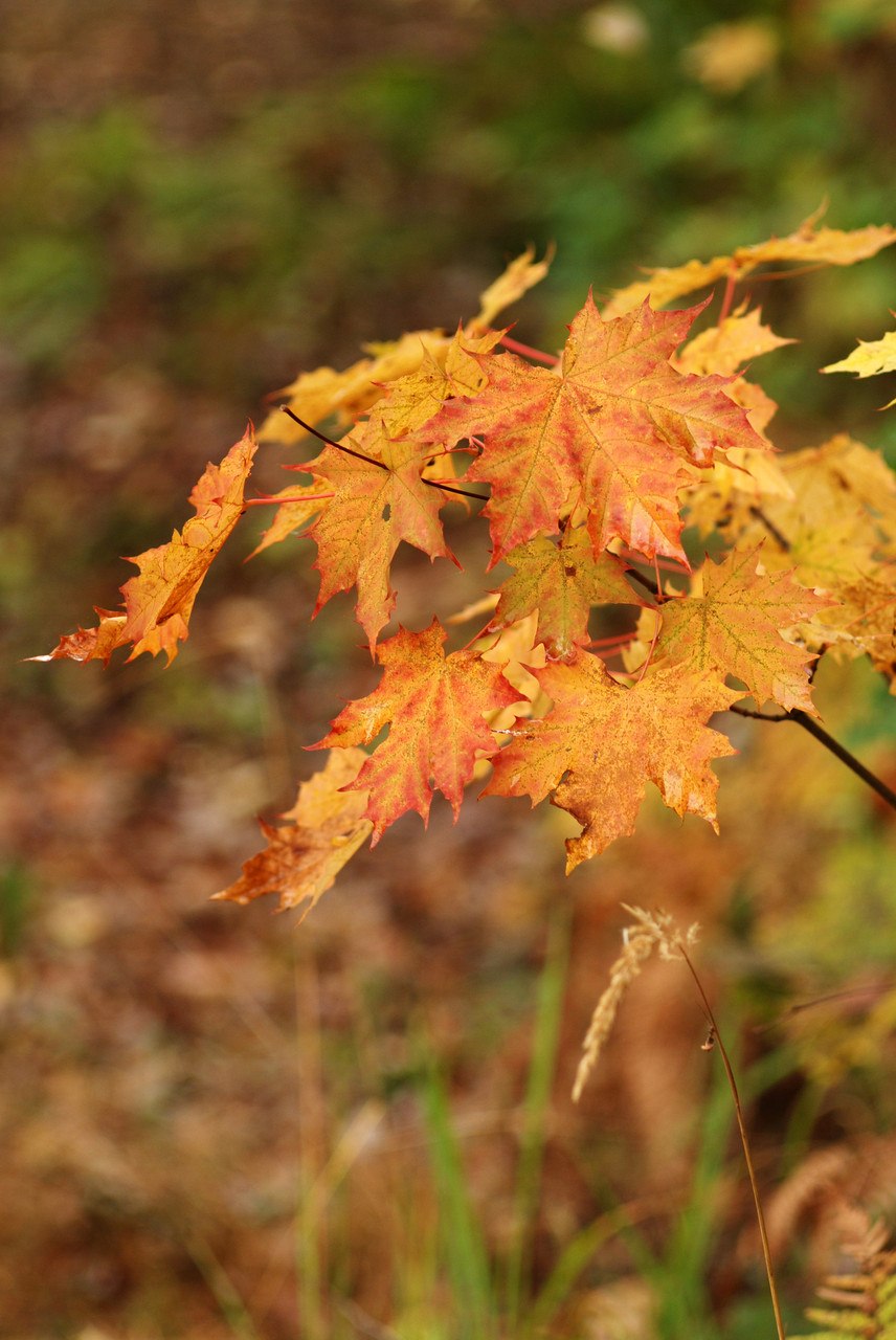 Клён трёхраздельный