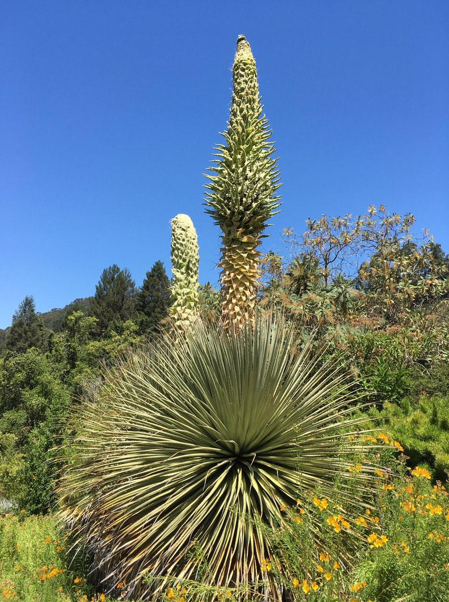 Цветок Пуйя Раймонда