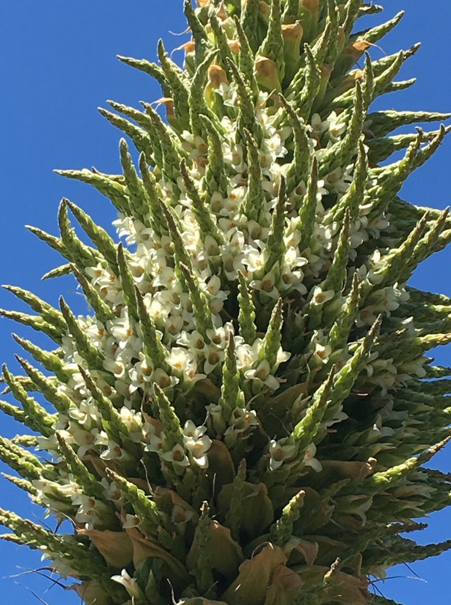 Цветок Пуйя Раймонда